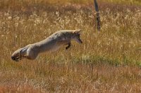 9 - COYOTE OP MUIZENJACHT - DE LEGHER EDDY - belgium